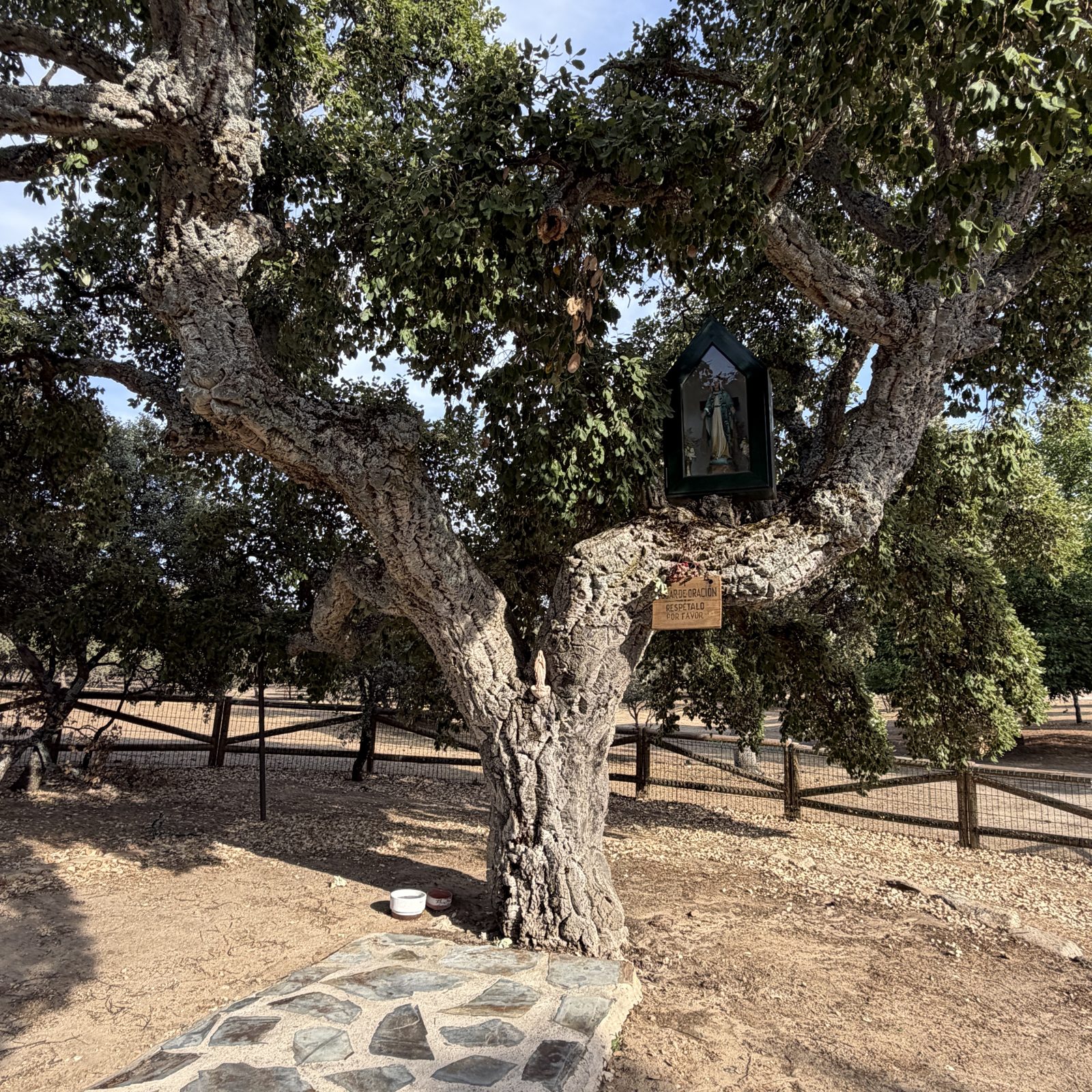 El alcornoque de la finca La Milagrosa con la hornacina de la Virgen